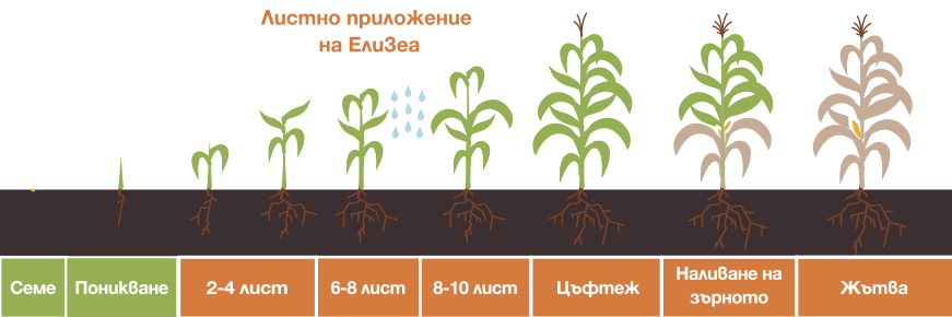 ЕлиЗеа 1